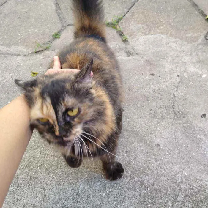 Gato ra a Srd idade 2 a 6 meses nome Emily