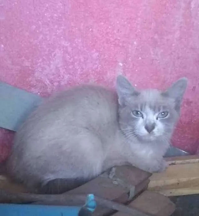 Gato ra a Srd idade 2 a 6 meses nome Tyr 
