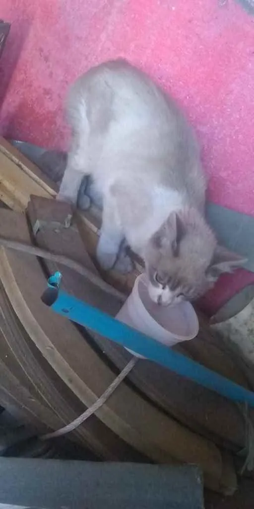 Gato ra a Srd idade 2 a 6 meses nome Tyr 