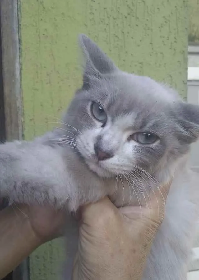Gato ra a Srd idade 2 a 6 meses nome Tyr 