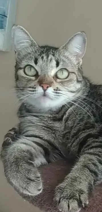 Gato ra a Srd idade 2 anos nome LULY