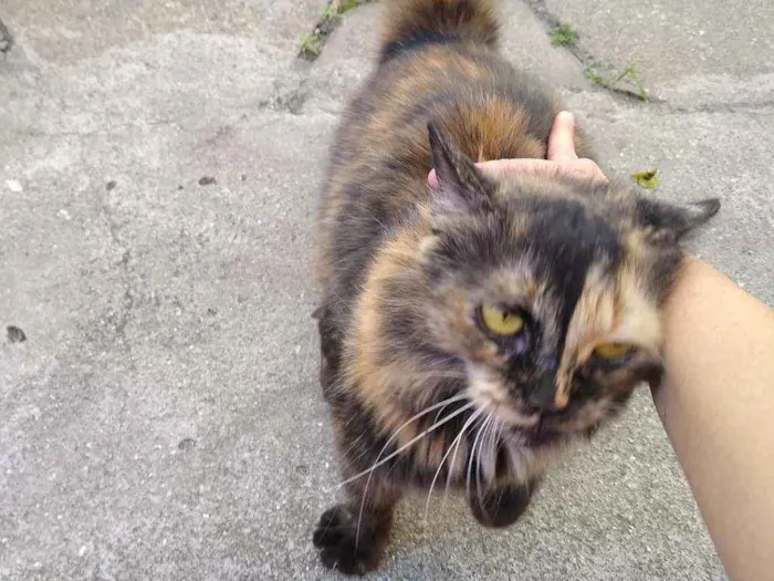Gato ra a Srd idade 2 a 6 meses nome Emily