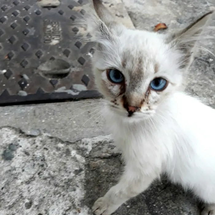 Gato ra a sem raça definida idade 2 a 6 meses nome Sem nome 