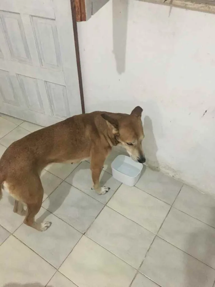 Cachorro ra a Srd idade 6 ou mais anos nome Lua