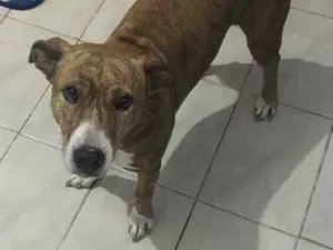 Cachorro raça Srd idade 6 ou mais anos nome Lua