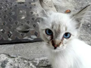 Gato raça sem raça definida idade 2 a 6 meses nome Sem nome 