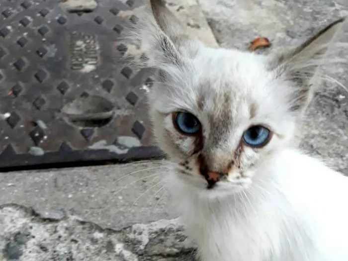 Gato ra a sem raça definida idade 2 a 6 meses nome Sem nome 