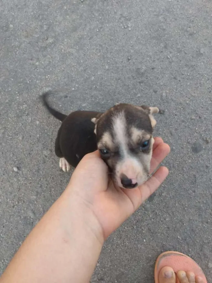 Cachorro ra a SRD-ViraLata idade Abaixo de 2 meses nome Adoção Responsável 