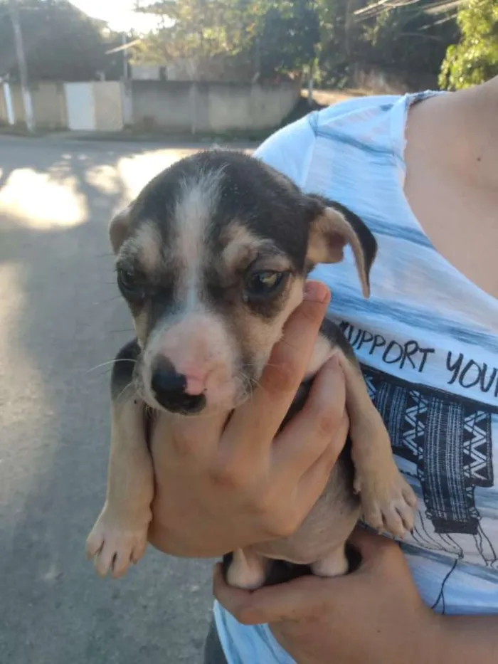 Cachorro ra a SRD-ViraLata idade Abaixo de 2 meses nome Adoção Responsável 