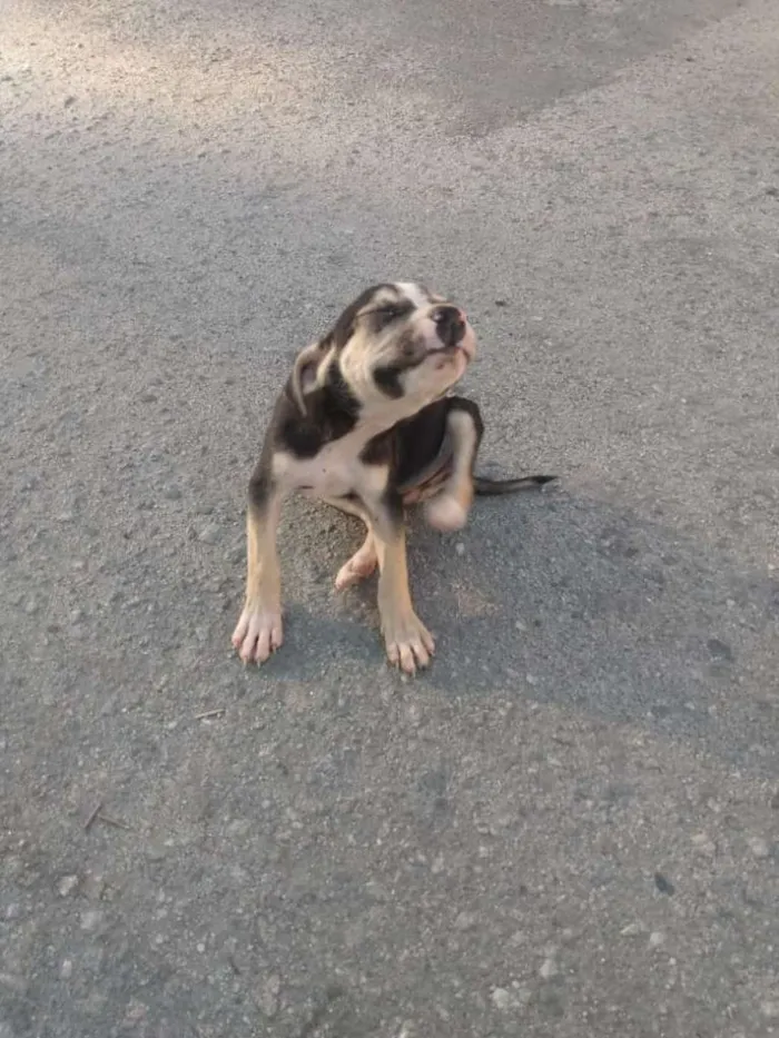 Cachorro ra a SRD-ViraLata idade Abaixo de 2 meses nome Adoção Responsável 