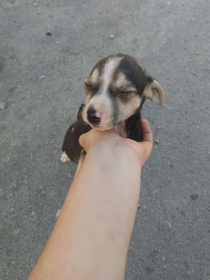 Cachorro ra a SRD-ViraLata idade Abaixo de 2 meses nome Adoção Responsável 