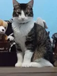Olaf