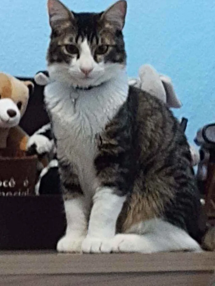 Gato raça Sem raça definada idade 7 a 11 meses nome Olaf