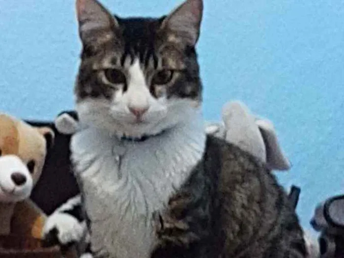 Gato raça Sem raça definada idade 7 a 11 meses nome Olaf