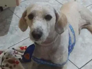 Cachorro raça Poodle idade 2 a 6 meses nome Não tem nome ainda