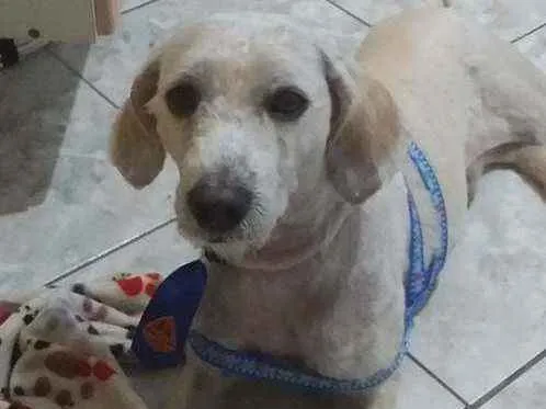 Cachorro ra a Poodle idade 2 a 6 meses nome Não tem nome ainda