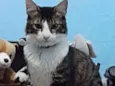 Olaf