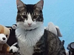 Gato raça Sem raça definada idade 7 a 11 meses nome Olaf