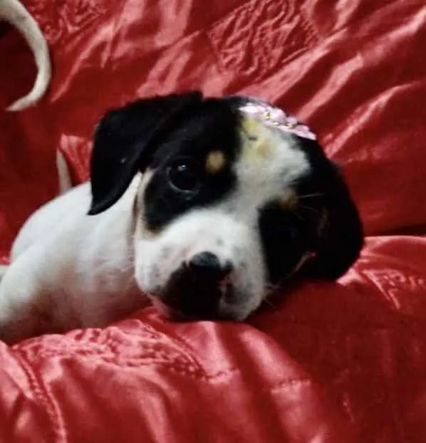 Cachorro ra a SRD idade 2 a 6 meses nome Gaya 