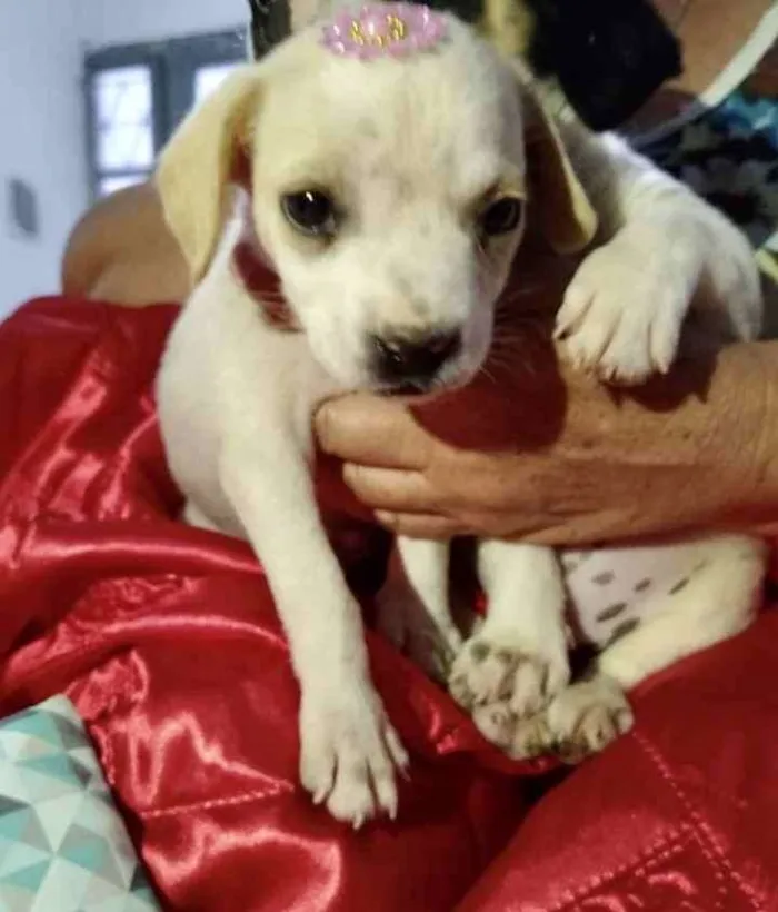 Cachorro ra a SRD idade 2 a 6 meses nome Maya 