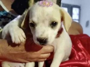 Cachorro raça SRD idade 2 a 6 meses nome Maya 