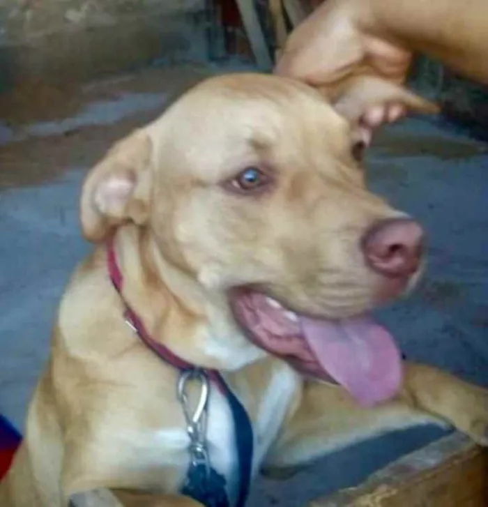 Cachorro ra a Pitbull  idade 2 a 6 meses nome Hulk 