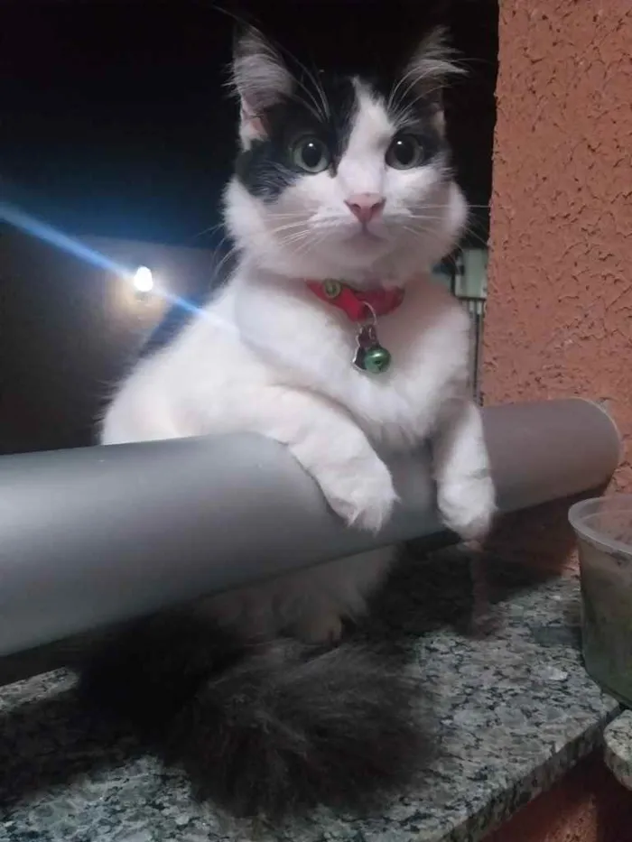 Gato ra a  idade 1 ano nome Felícia