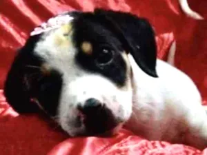 Cachorro raça SRD idade 2 a 6 meses nome Gaya 