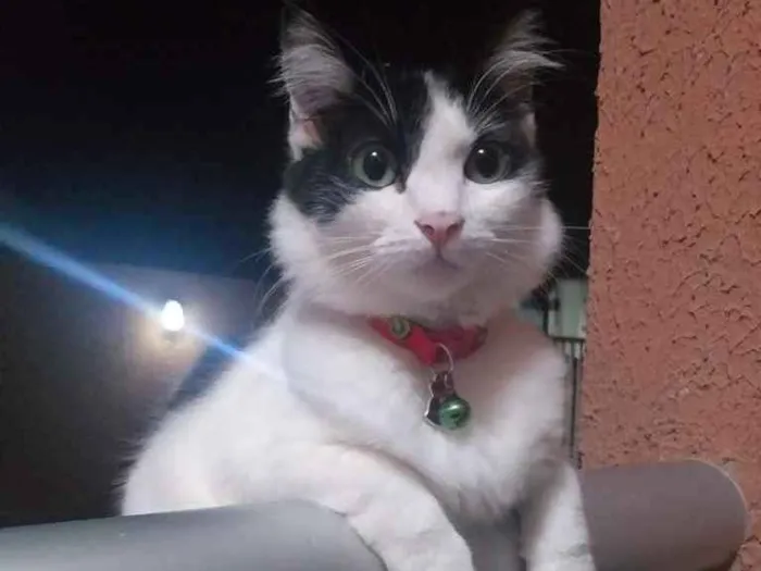 Gato ra a  idade 1 ano nome Felícia