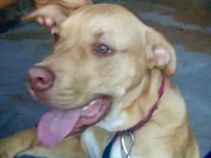 Cachorro ra a Pitbull  idade 2 a 6 meses nome Hulk 