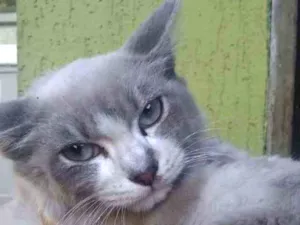 Gato raça Srd idade 2 a 6 meses nome Tyr 