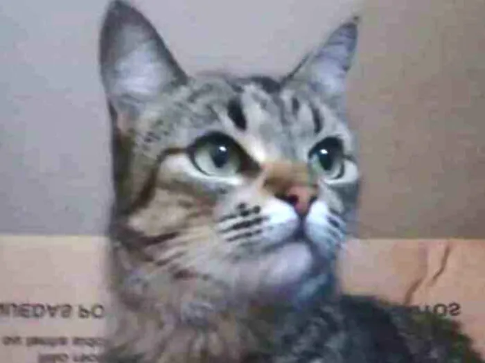 Gato ra a Srd idade 2 anos nome LULY