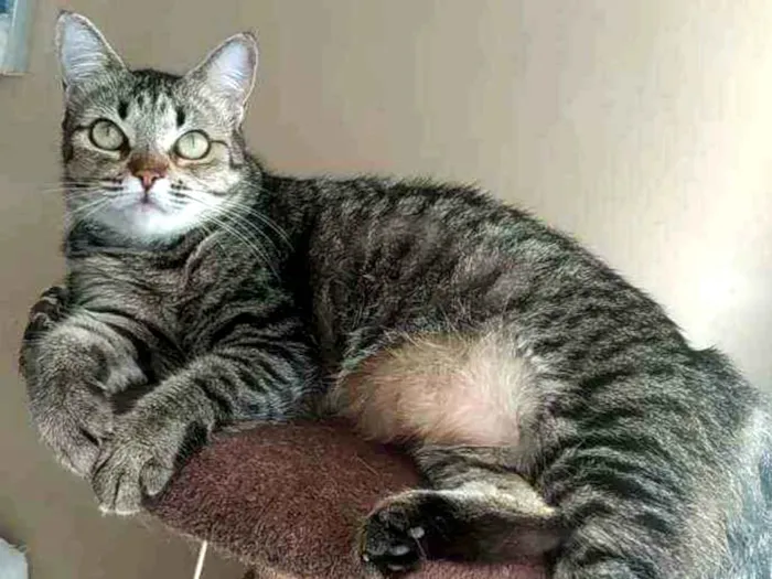 Gato ra a Srd idade 2 anos nome LULY