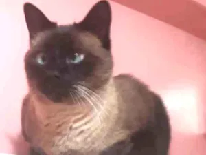 Gato raça SRD idade 6 ou mais anos nome MUSTAFA E RAGE