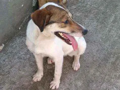 Cachorro ra a SRD idade 7 a 11 meses nome LUPITA