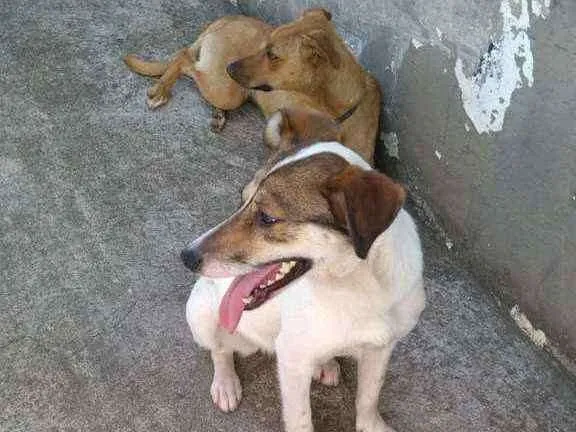 Cachorro ra a SRD idade 7 a 11 meses nome LUPITA