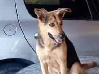 Cachorro ra a Mestico com pastor idade 6 ou mais anos nome Nami