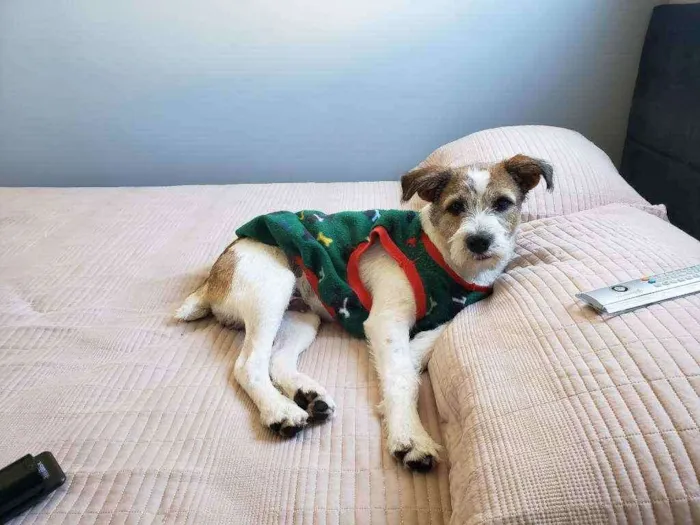 Cachorro ra a Jack russell  idade 2 a 6 meses nome Lip 
