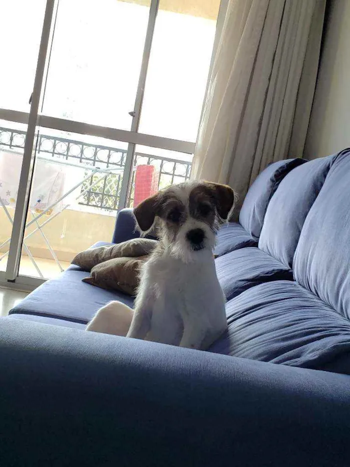 Cachorro ra a Jack russell  idade 2 a 6 meses nome Lip 