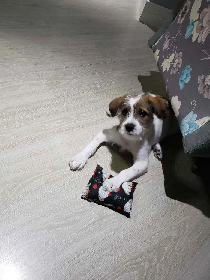 Cachorro ra a Jack russell  idade 2 a 6 meses nome Lip 