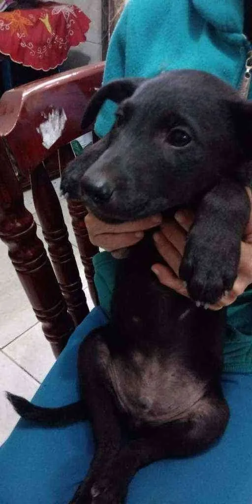 Cachorro ra a Srd idade Abaixo de 2 meses nome Brie