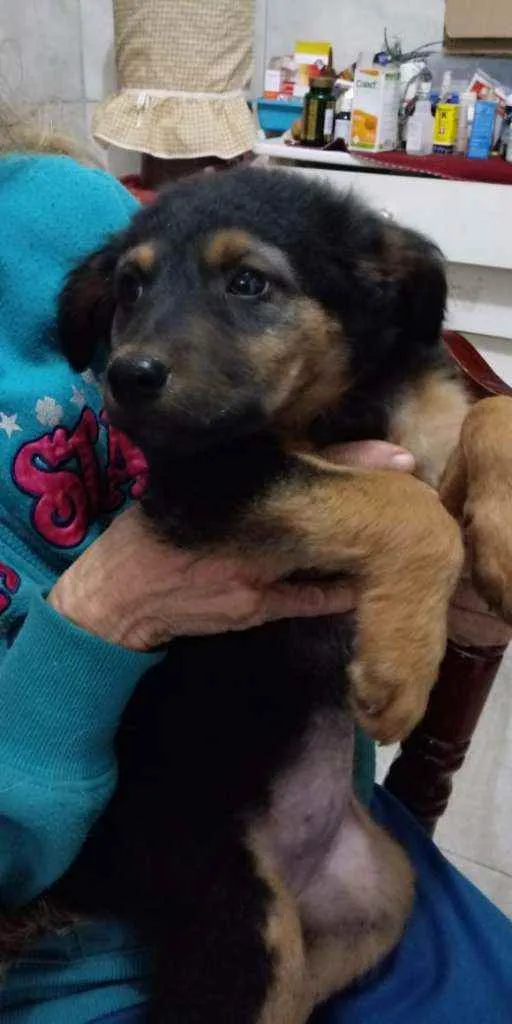 Cachorro raça Srd  idade Abaixo de 2 meses nome Briana