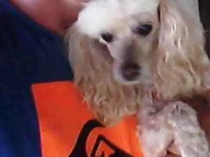 Cachorro ra a Poodle idade 6 ou mais anos nome Pepê