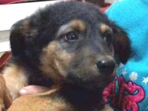 Cachorro raça Srd  idade Abaixo de 2 meses nome Briana
