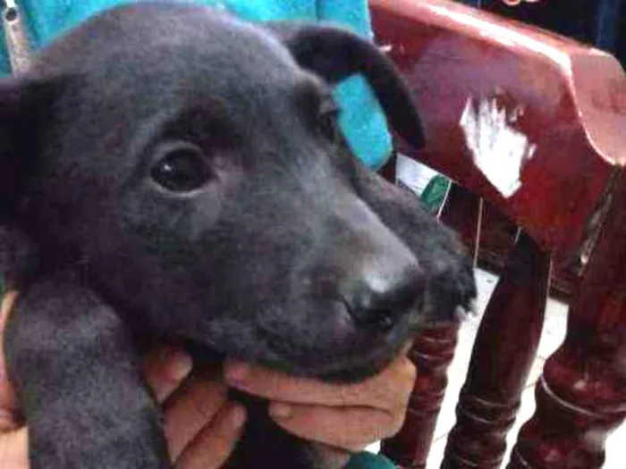 Cachorro ra a Srd idade Abaixo de 2 meses nome Brie