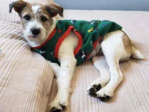 Cachorro raça Jack russell  idade 2 a 6 meses nome Lip 
