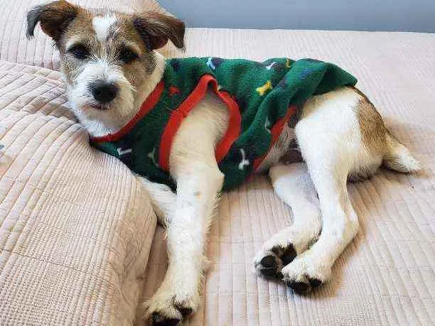 Cachorro ra a Jack russell  idade 2 a 6 meses nome Lip 