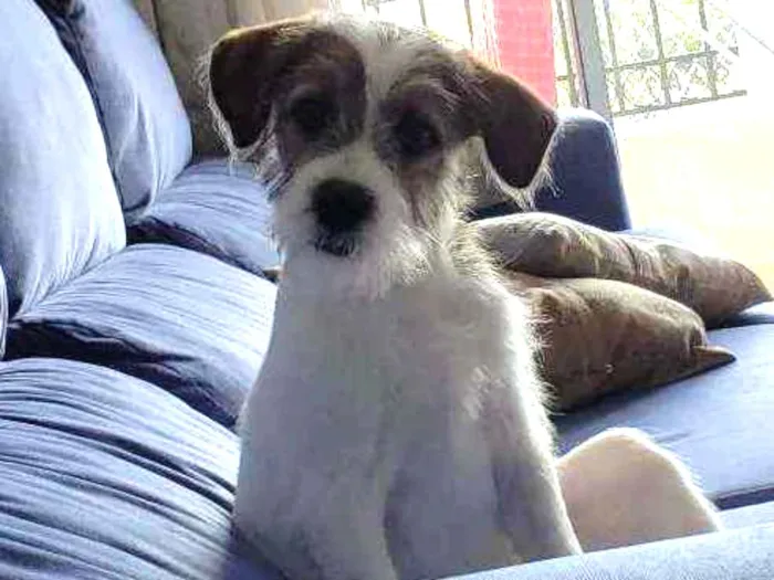 Cachorro ra a Jack russell  idade 2 a 6 meses nome Lip 