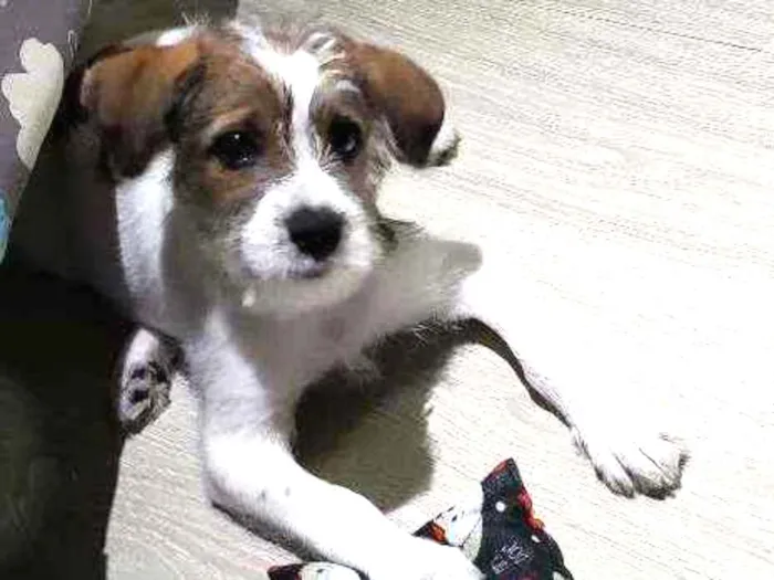 Cachorro ra a Jack russell  idade 2 a 6 meses nome Lip 