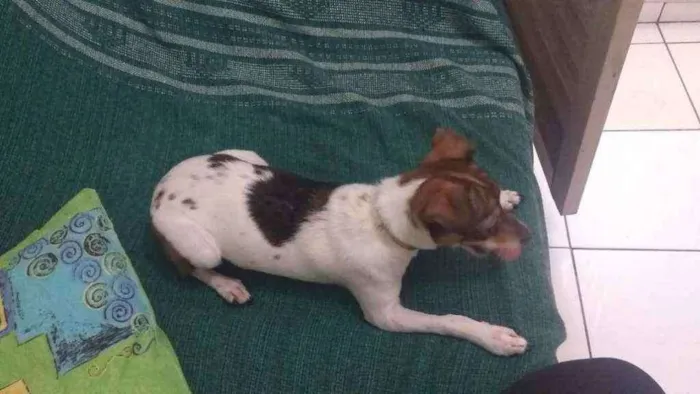 Cachorro ra a Fox paulistinha idade 7 a 11 meses nome Cacau